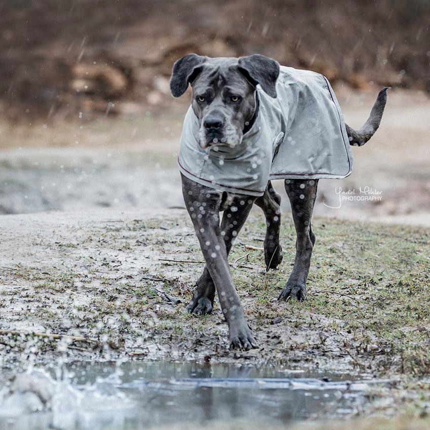 Dog Raincoat | Kentucky Dogwear | lightweight — Image 6