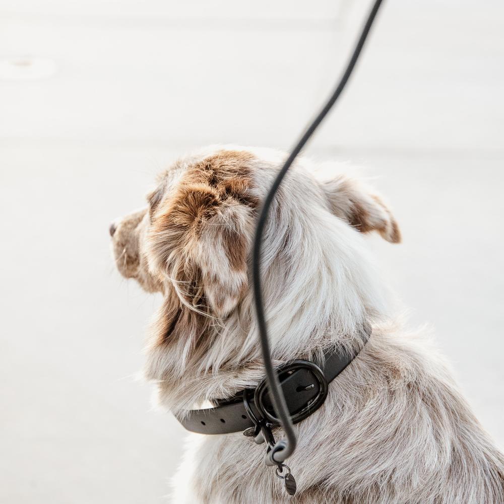 Dog Collar Soft Rubber | Kentucky Dogwear | Comfort — Image 3
