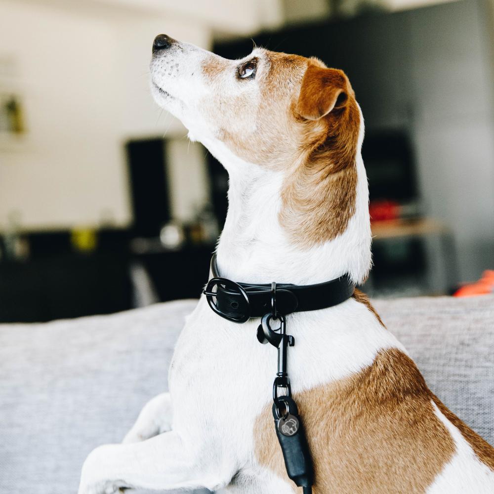 Dog Collar Soft Rubber | Kentucky Dogwear | Comfort — Image 4