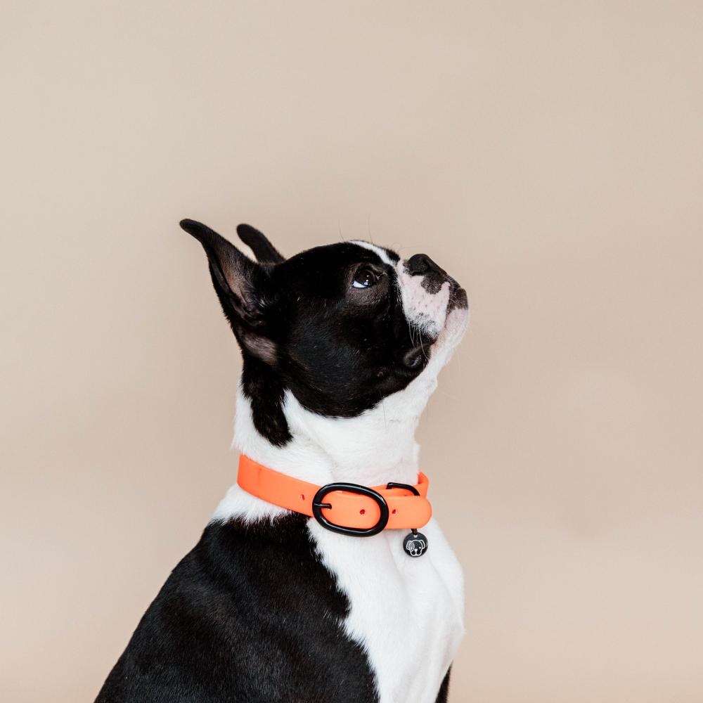 Dog Collar Soft Rubber | Kentucky Dogwear | Comfort — Image 10