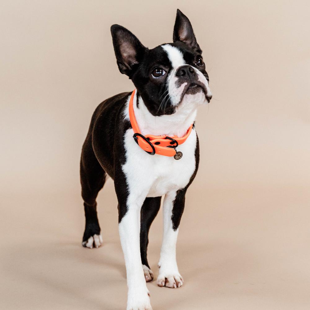 Dog Collar Soft Rubber | Kentucky Dogwear | Comfort — Image 11