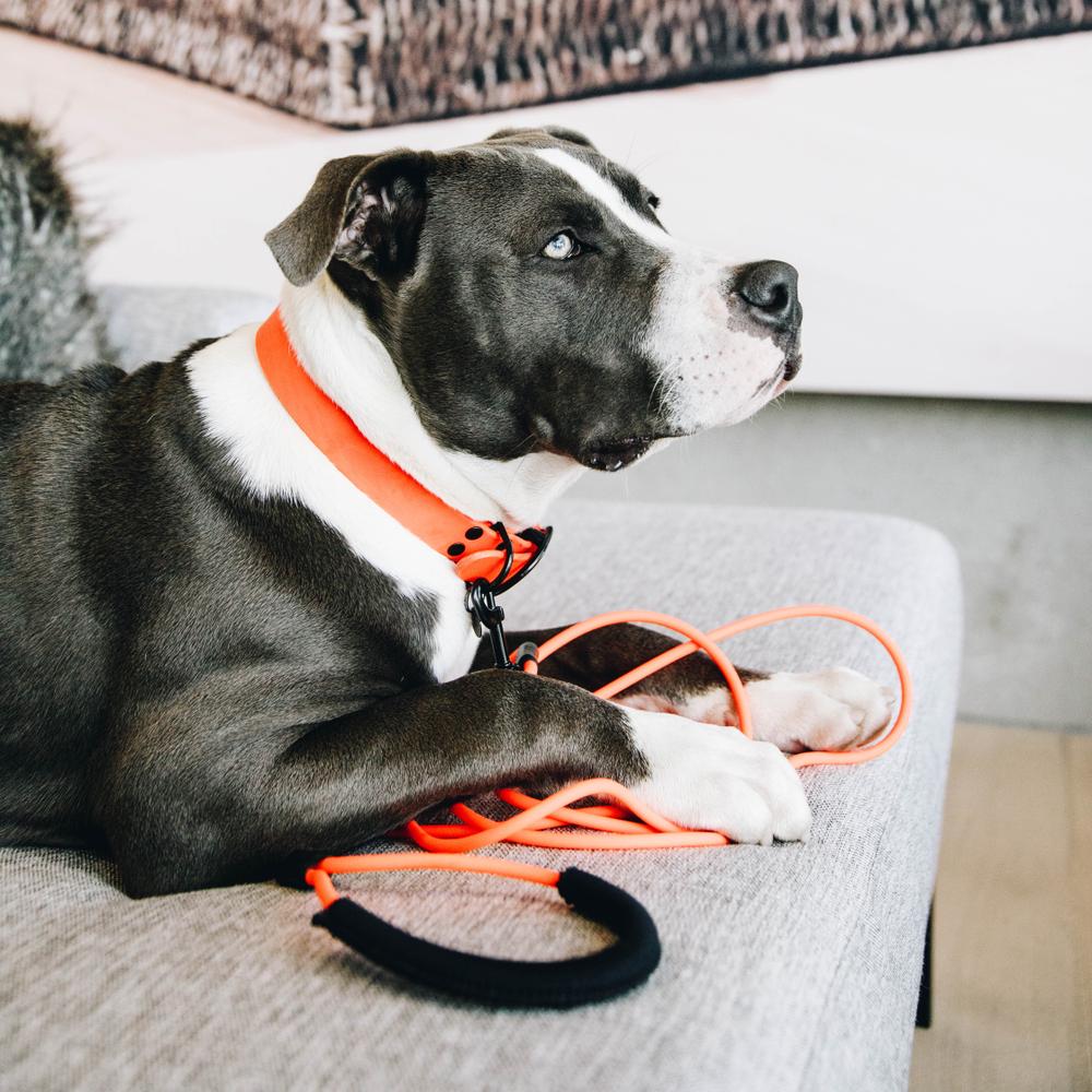 Dog Collar Soft Rubber | Kentucky Dogwear | Comfort — Image 12