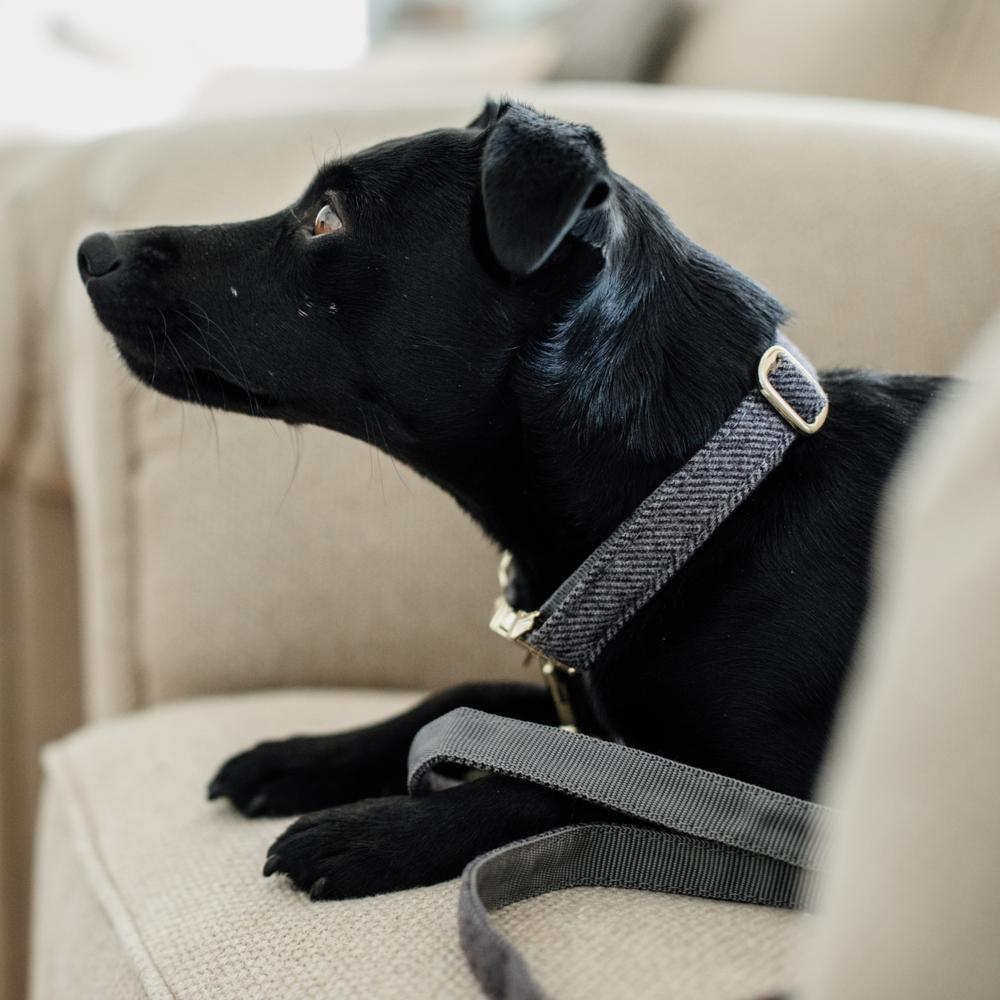 Dog Collar Wool | Kentucky Dogwear | Stylish — Image 4