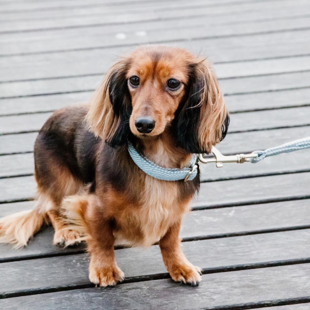 Dog Collar Wool | Kentucky Dogwear | Stylish — Image 11