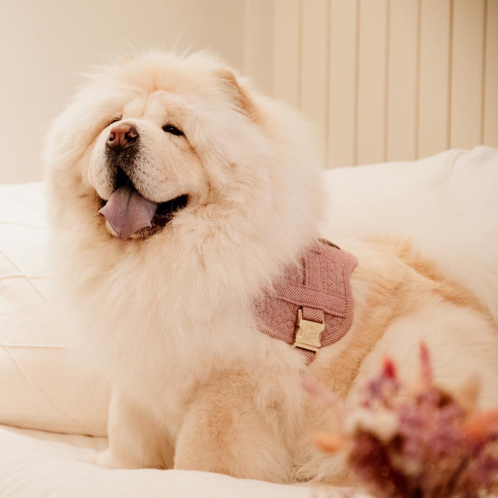 Dog Harness Body Safe Wool | Kentucky Dogwear | Comfort — Image 3