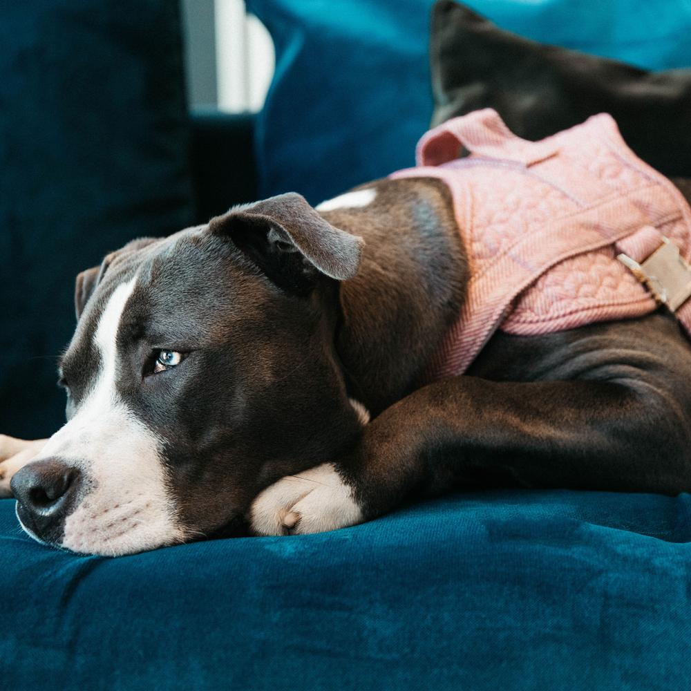 Dog Harness Body Safe Wool | Kentucky Dogwear | Comfort — Image 5
