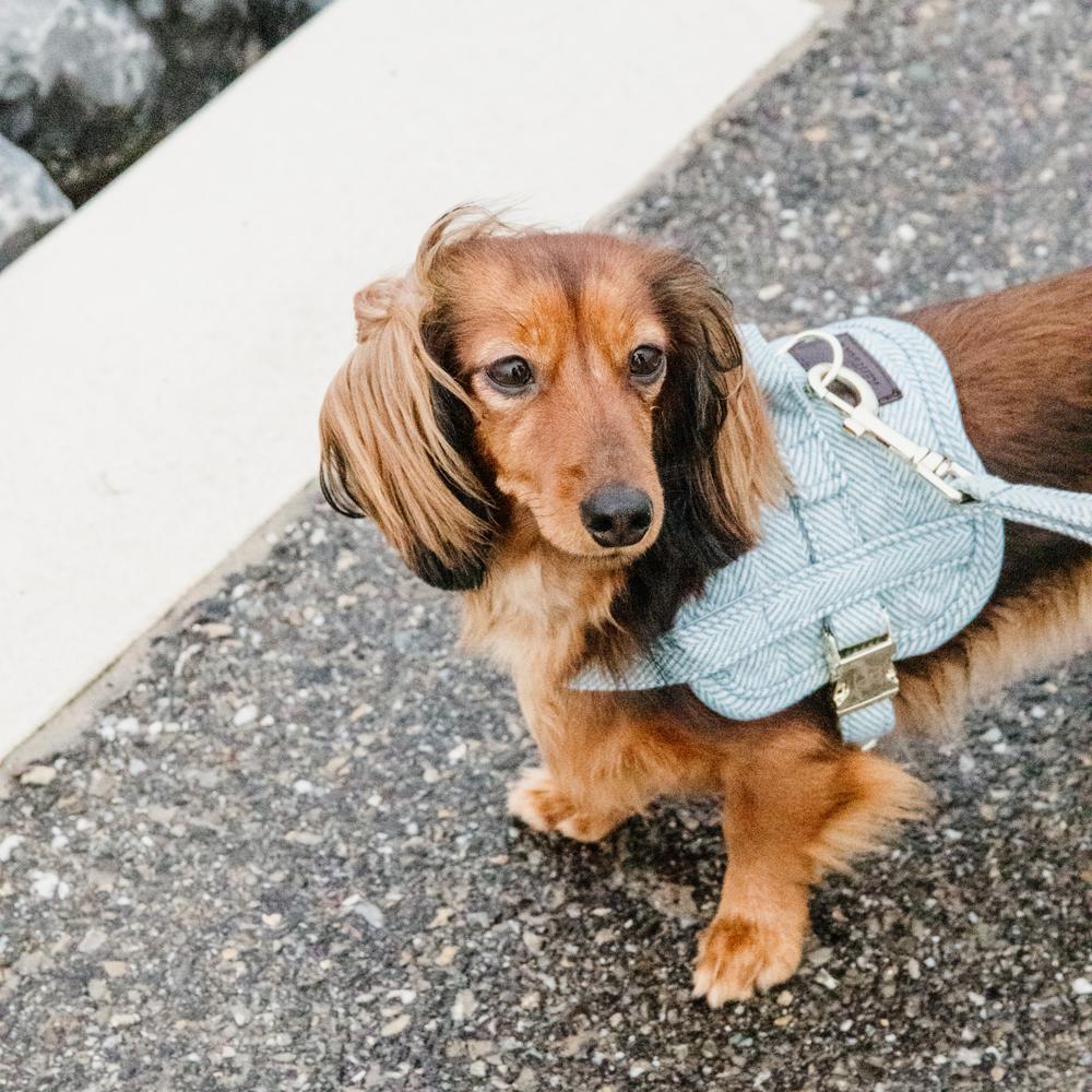 Dog Harness Body Safe Wool | Kentucky Dogwear | Comfort — Image 7
