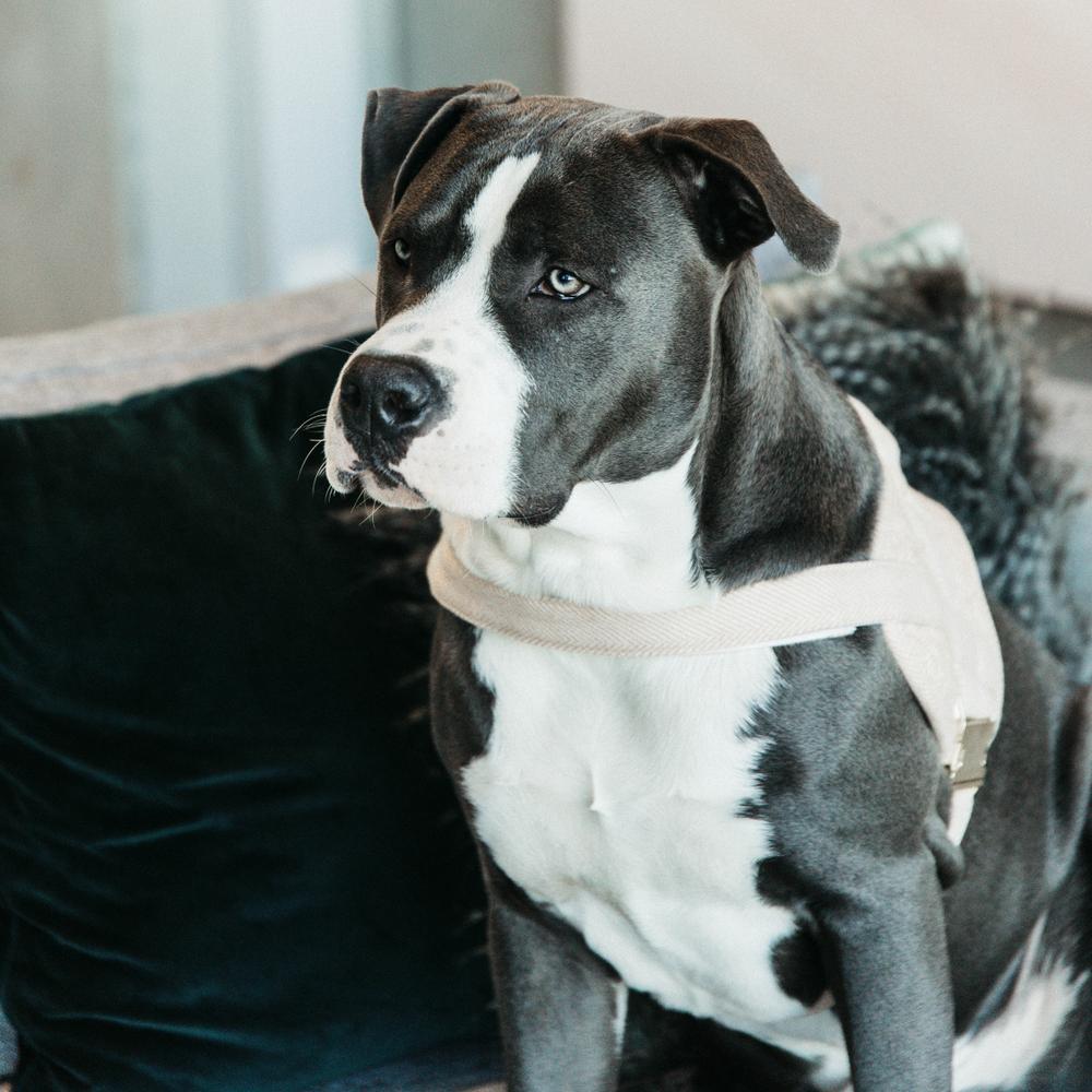 Dog Harness Body Safe Wool | Kentucky Dogwear | Comfort — Image 15