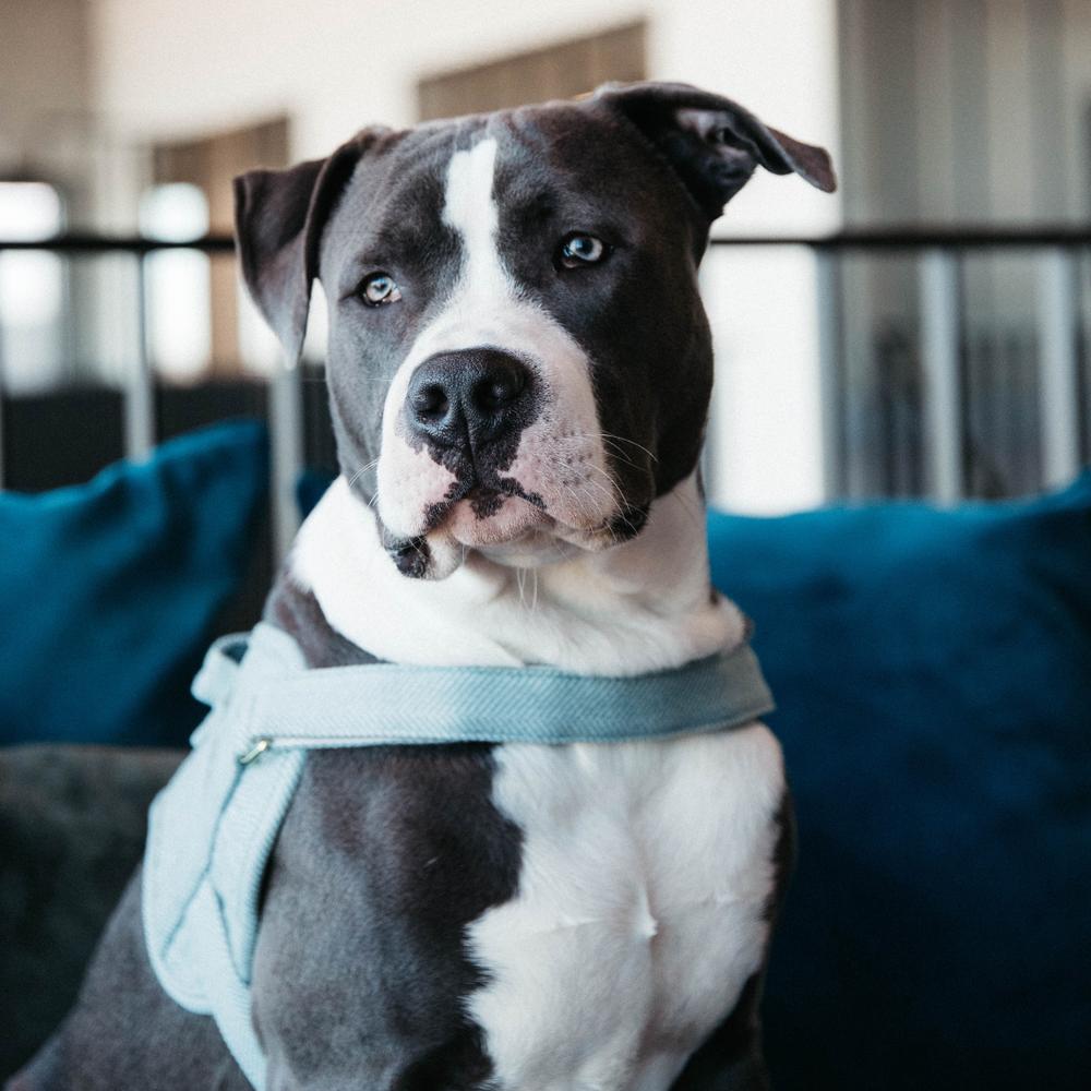 Dog Harness Body Safe Wool | Kentucky Dogwear | Comfort — Image 11