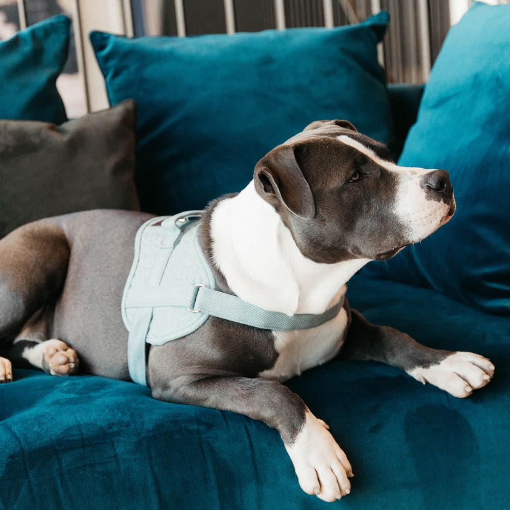 Dog Harness Body Safe Wool | Kentucky Dogwear | Comfort — Image 12