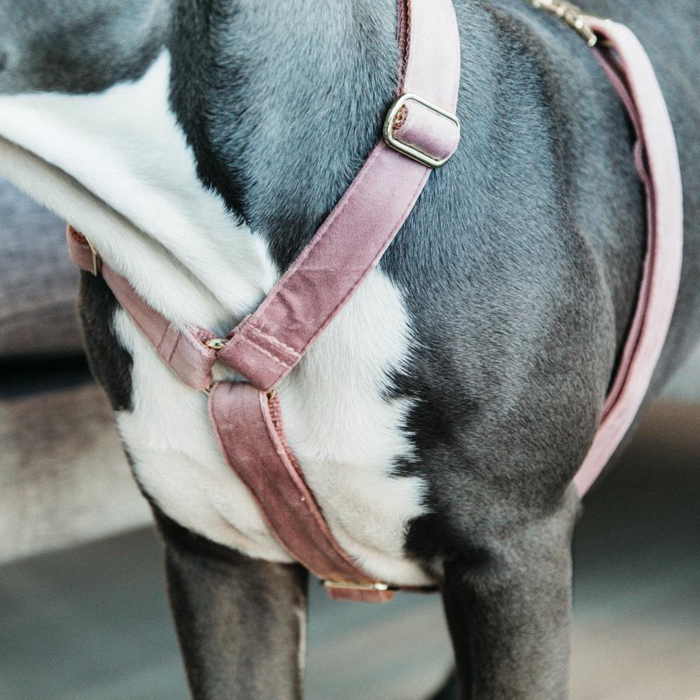 Dog Harness Loop Velvet | Kentucky Dogwear | Comfort — Image 11