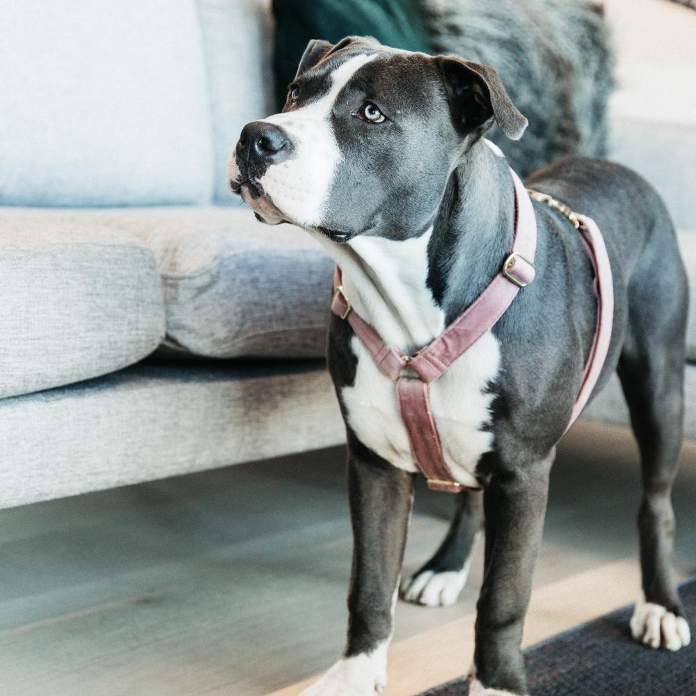 Dog Harness Loop Velvet | Kentucky Dogwear | Comfort — Image 18