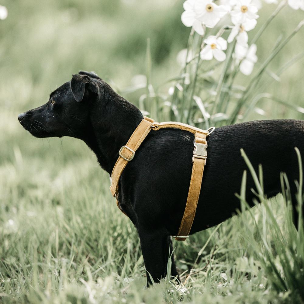 Dog Harness Loop Velvet | Kentucky Dogwear | Comfort — Image 9