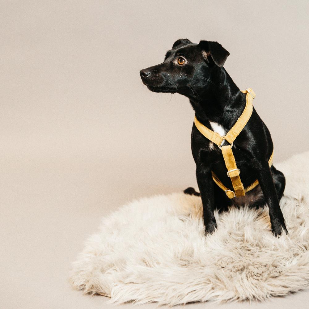 Dog Harness Loop Velvet | Kentucky Dogwear | Comfort — Image 15