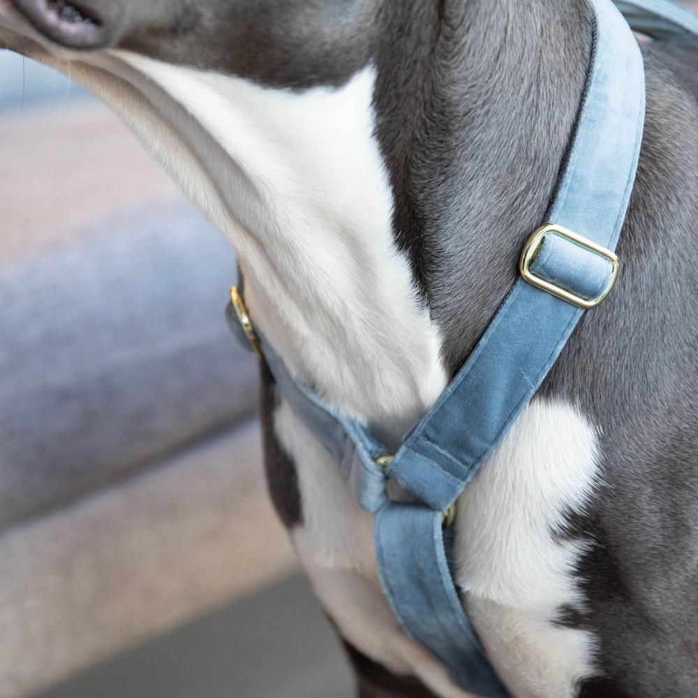 Dog Harness Loop Velvet | Kentucky Dogwear | Comfort — Image 3