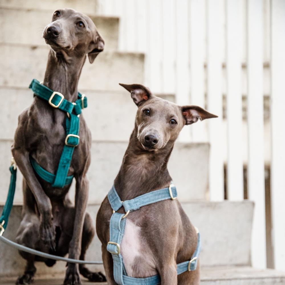 Dog Harness Loop Velvet | Kentucky Dogwear | Comfort — Image 4