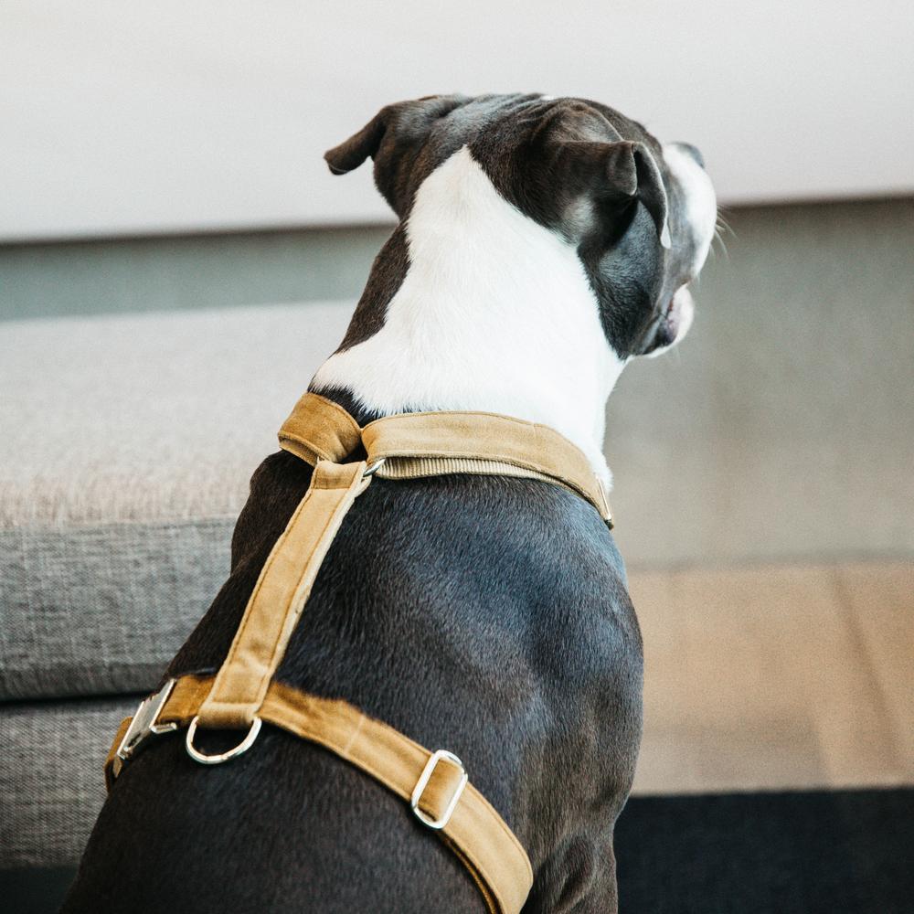 Dog Harness Loop Velvet | Kentucky Dogwear | Comfort — Image 16