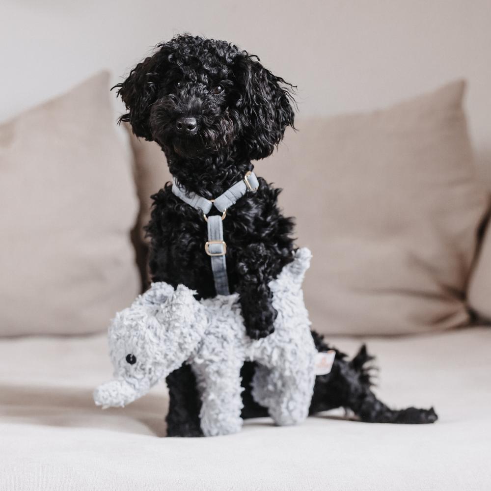 Dog Harness Loop Velvet | Kentucky Dogwear | Comfort — Image 5