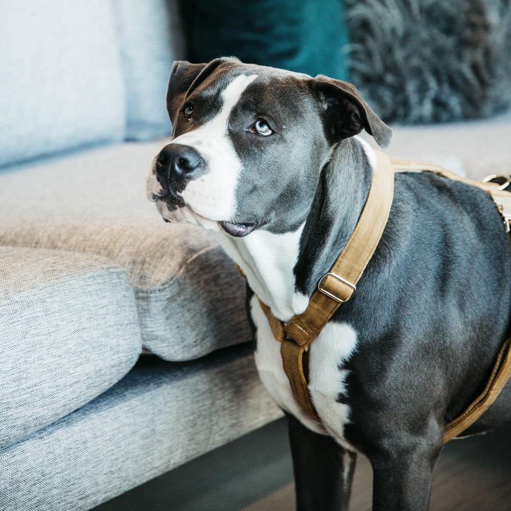 Dog Harness Loop Velvet | Kentucky Dogwear | Comfort — Image 17