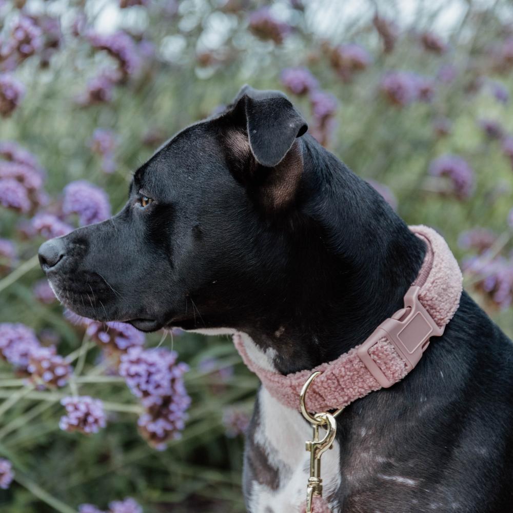 Dog Collar Teddy Fleece | Kentucky Dogwear | Comfort — Image 5