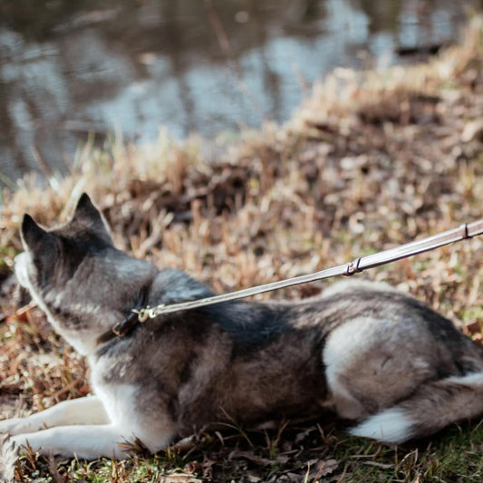 Dy'on Adjustable Dog Leash