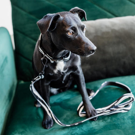 Dog Collar Zebra | Kentucky Dogwear | Stylish — Image 2