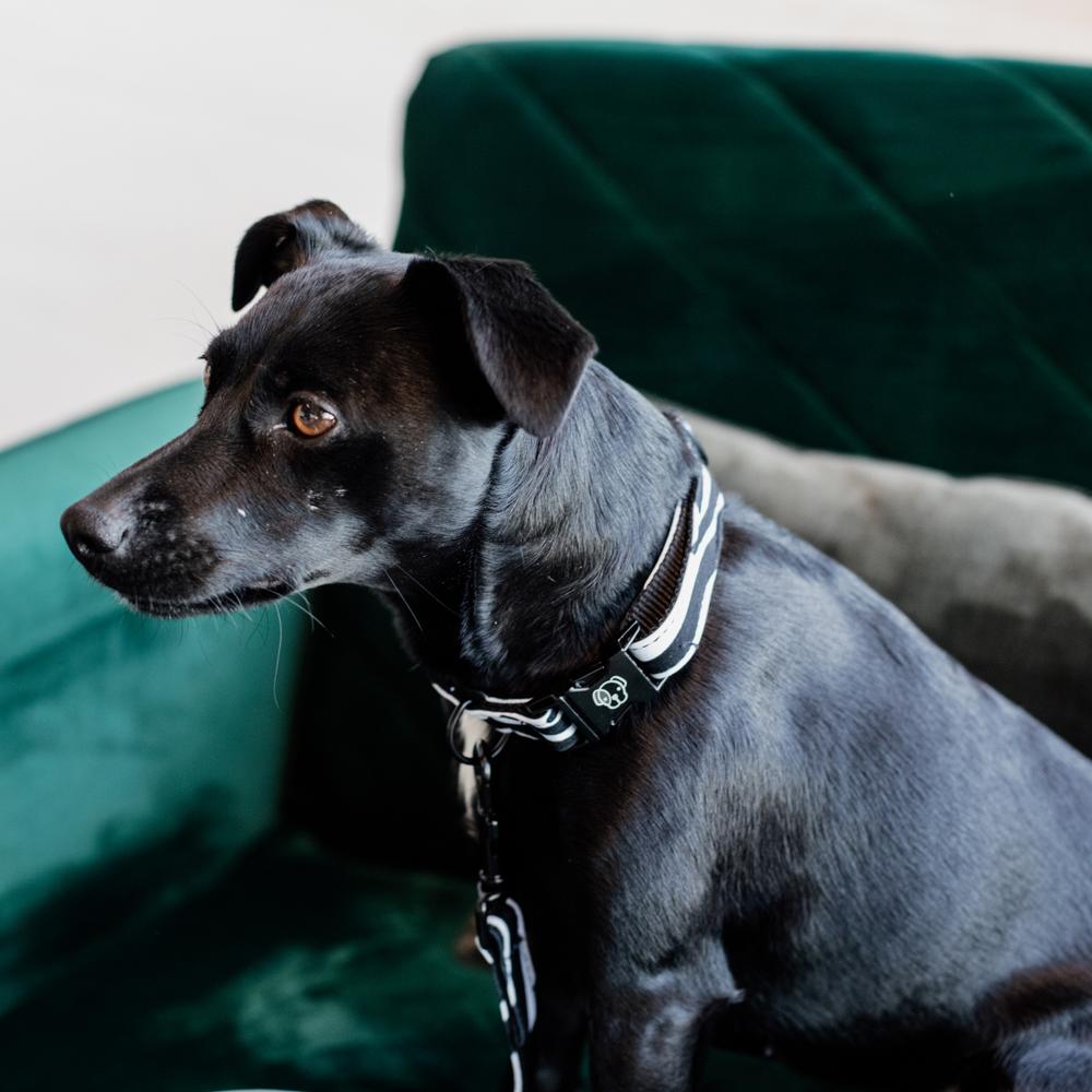 Dog Collar Zebra | Kentucky Dogwear | Stylish — Image 3