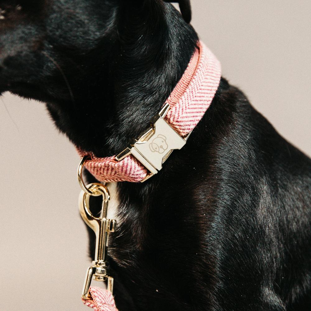 Dog Collar Wool | Kentucky Dogwear | Stylish — Image 8