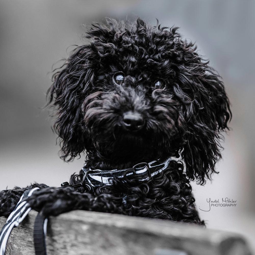 Dog Collar Zebra | Kentucky Dogwear | Stylish — Image 4