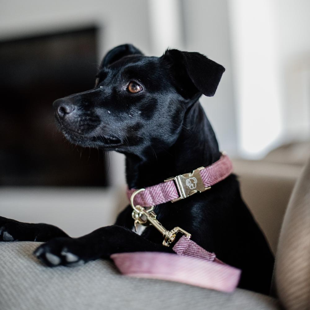 Dog Collar Wool | Kentucky Dogwear | Stylish — Image 13