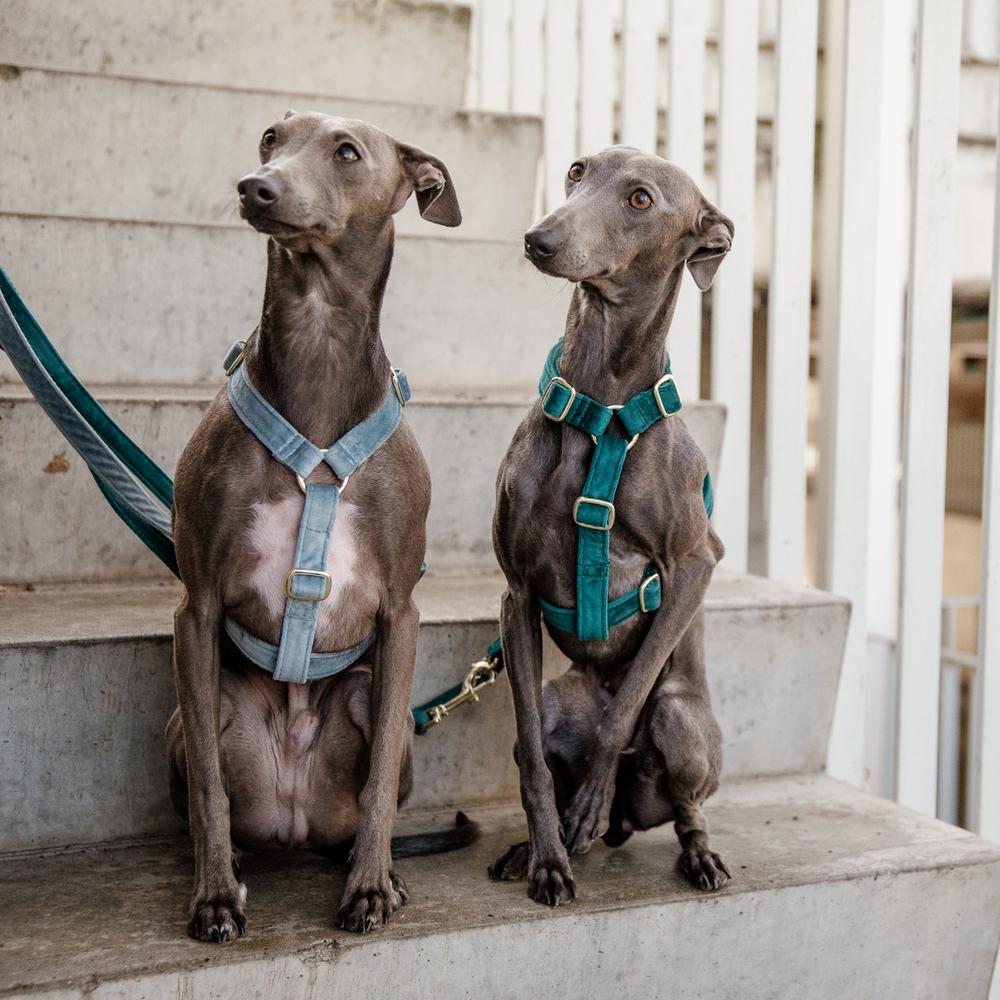 Dog Harness Loop Velvet | Kentucky Dogwear | Comfort — Image 7