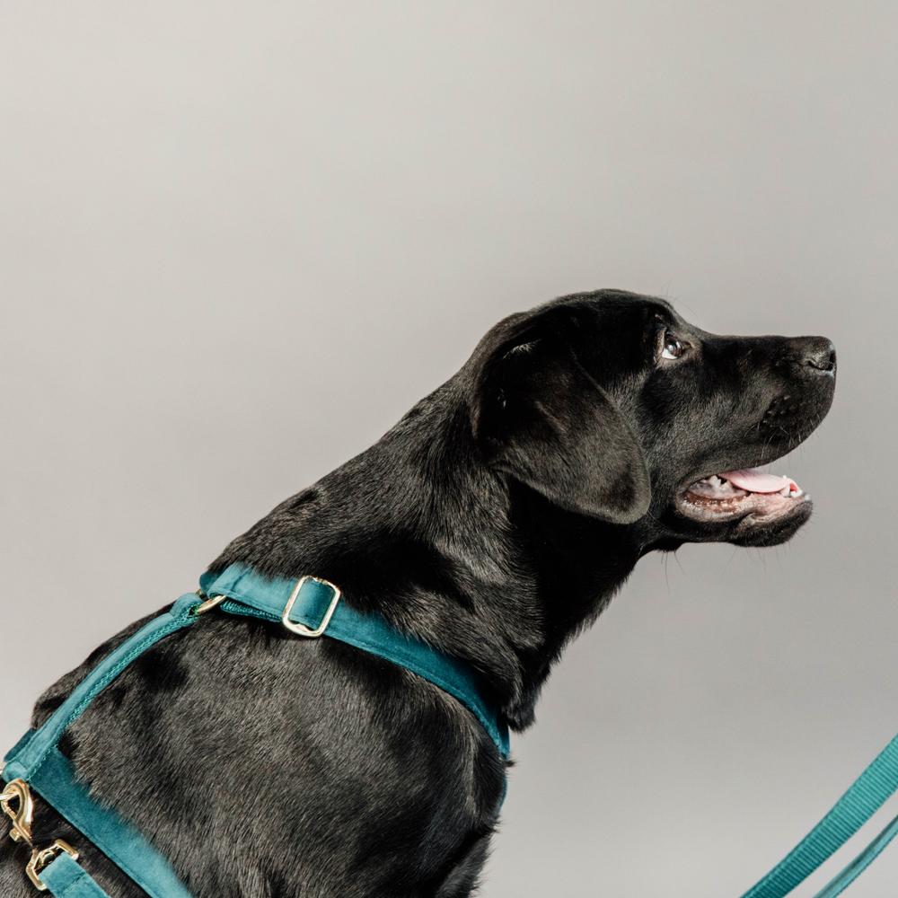 Dog Harness Loop Velvet | Kentucky Dogwear | Comfort — Image 12