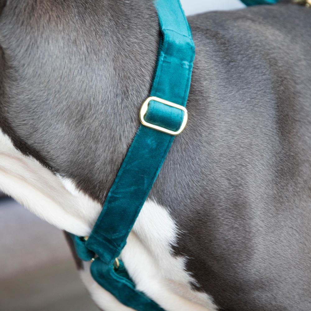 Dog Harness Loop Velvet | Kentucky Dogwear | Comfort — Image 13