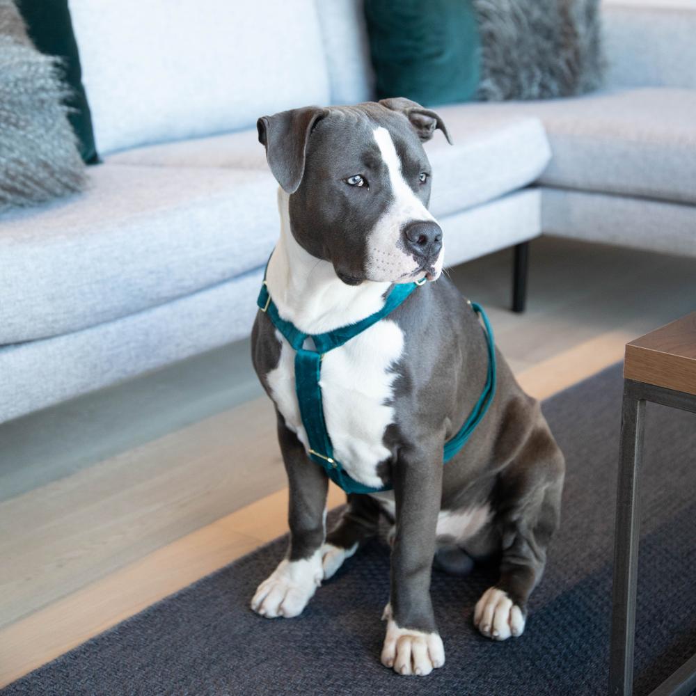 Dog Harness Loop Velvet | Kentucky Dogwear | Comfort — Image 14