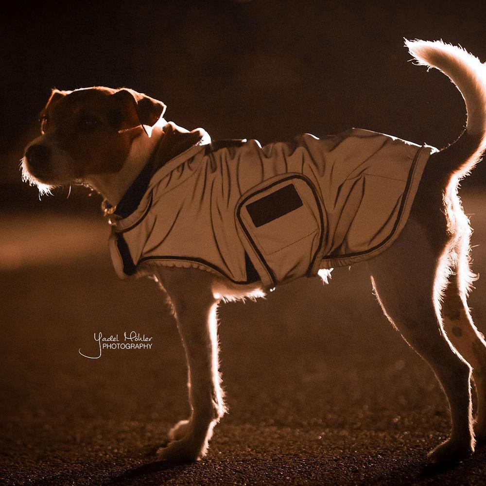 Dog Coat Reflective Water Repellent | Kentucky Dogwear | Reflective — Image 3