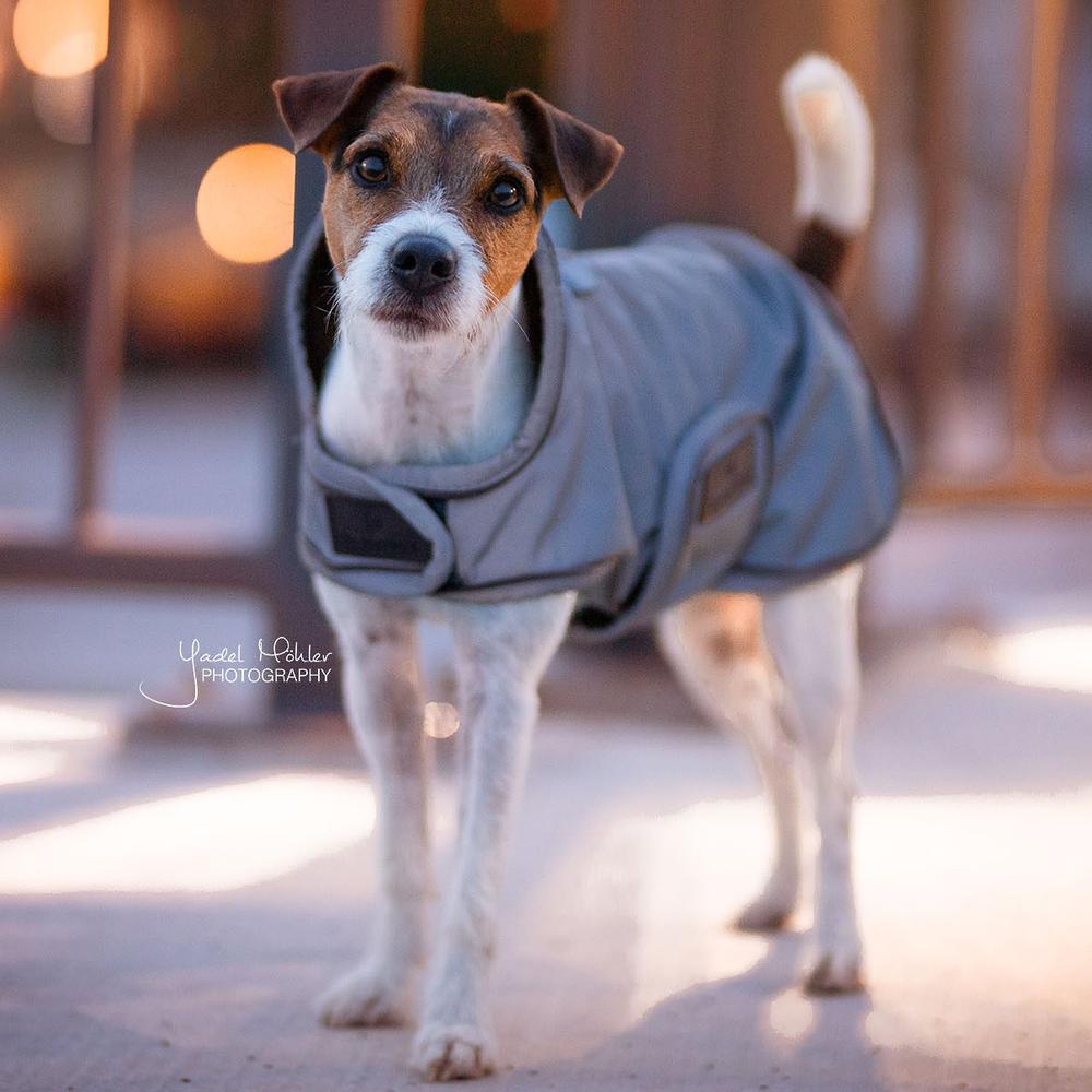 Dog Coat Reflective Water Repellent | Kentucky Dogwear | Reflective — Image 4