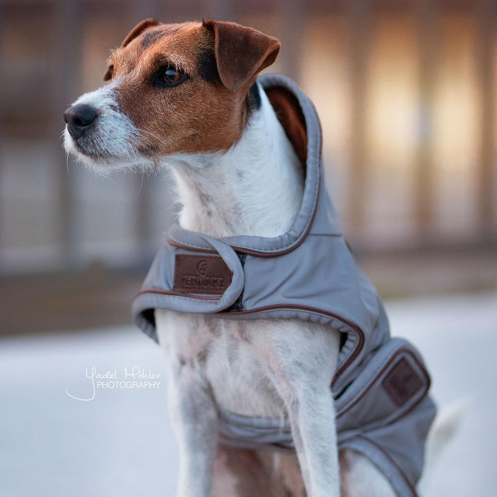 Dog Coat Reflective Water Repellent | Kentucky Dogwear | Reflective — Image 5