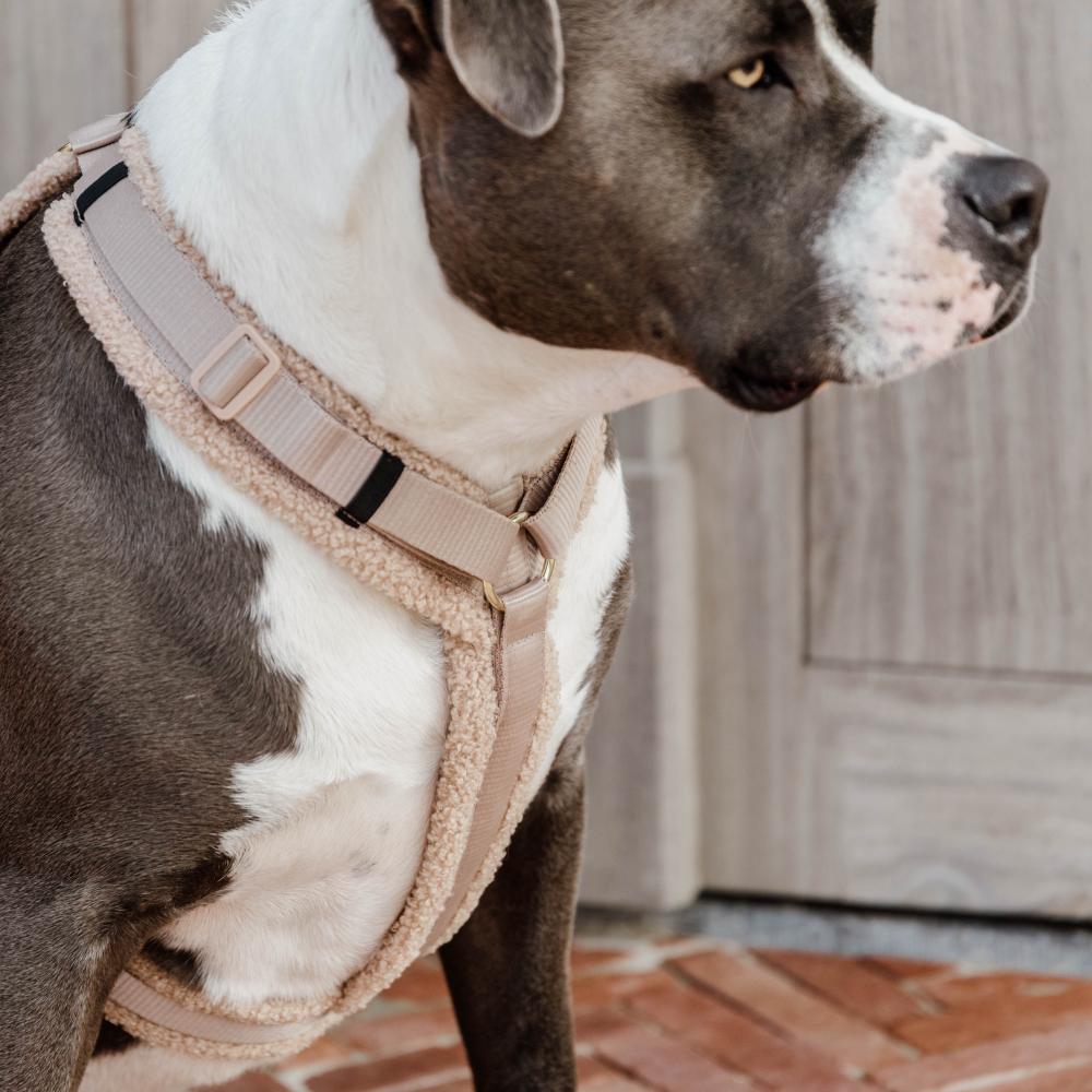 Dog Harness Active Teddy Fleece | Kentucky Dogwear | Comfort — Image 2