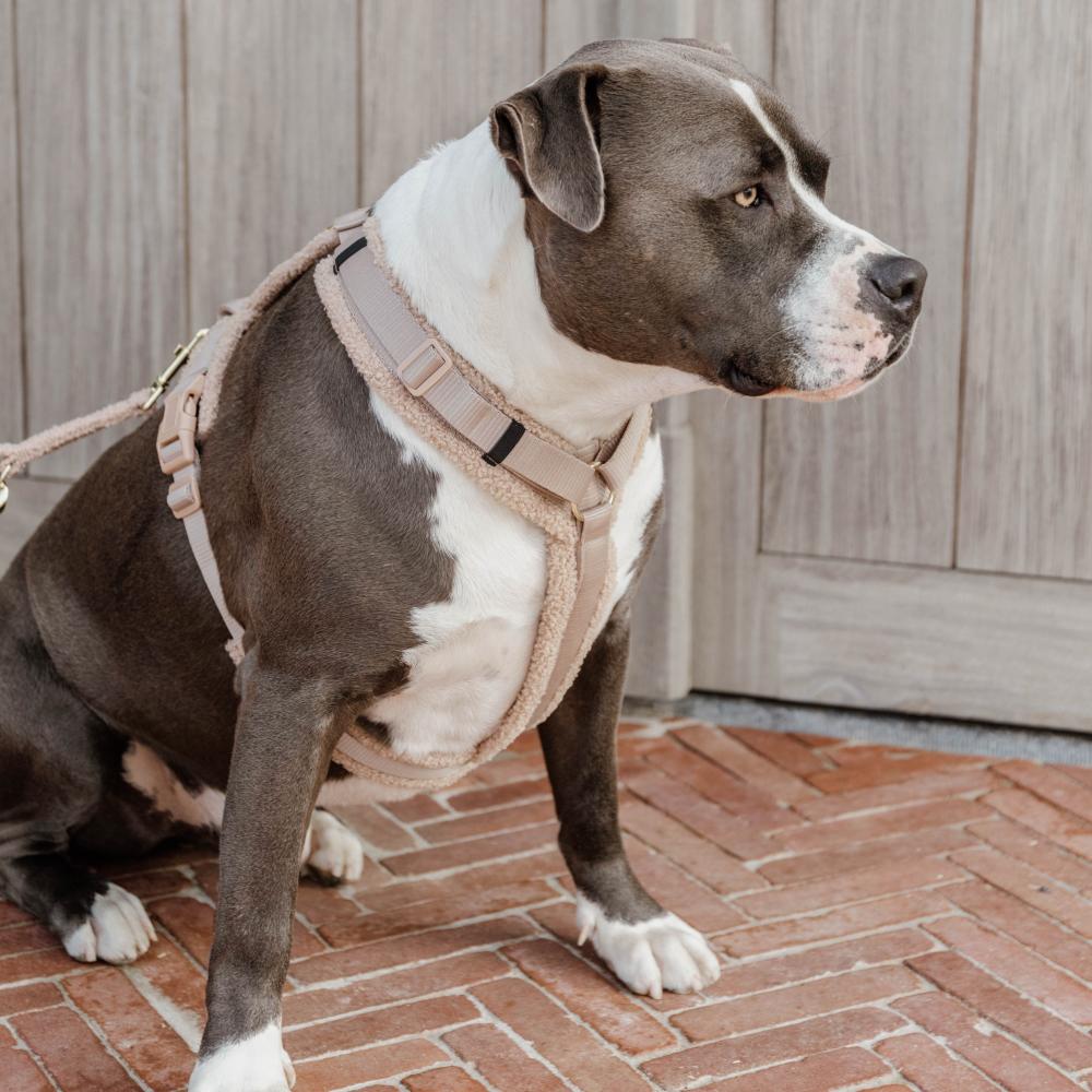 Dog Harness Active Teddy Fleece | Kentucky Dogwear | Comfort — Image 3
