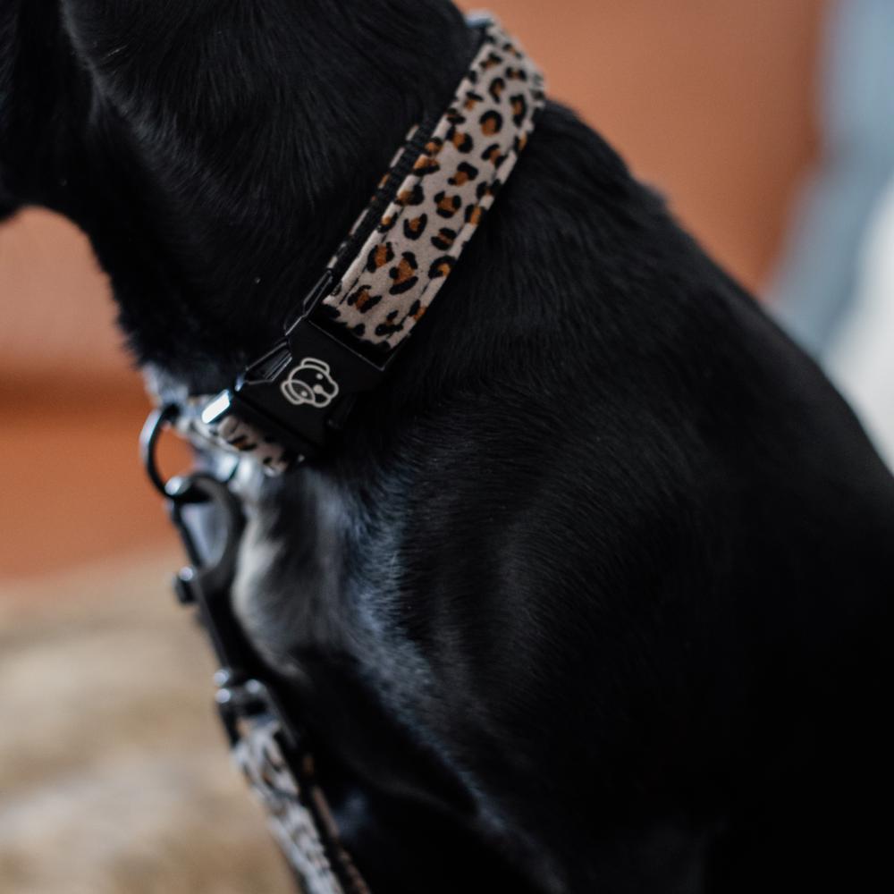 Dog Collar Leopard | Kentucky Dogwear | Fashionable — Image 7