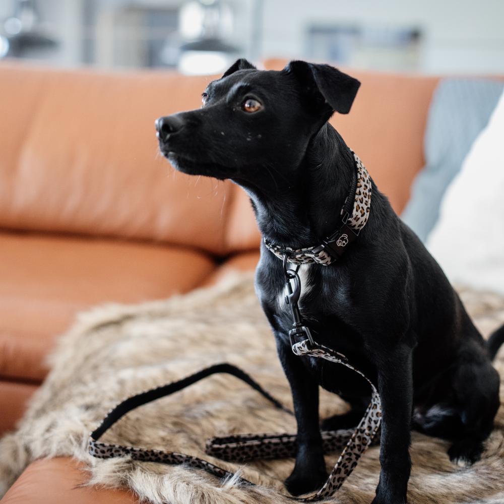 Dog Collar Leopard | Kentucky Dogwear | Fashionable — Image 8