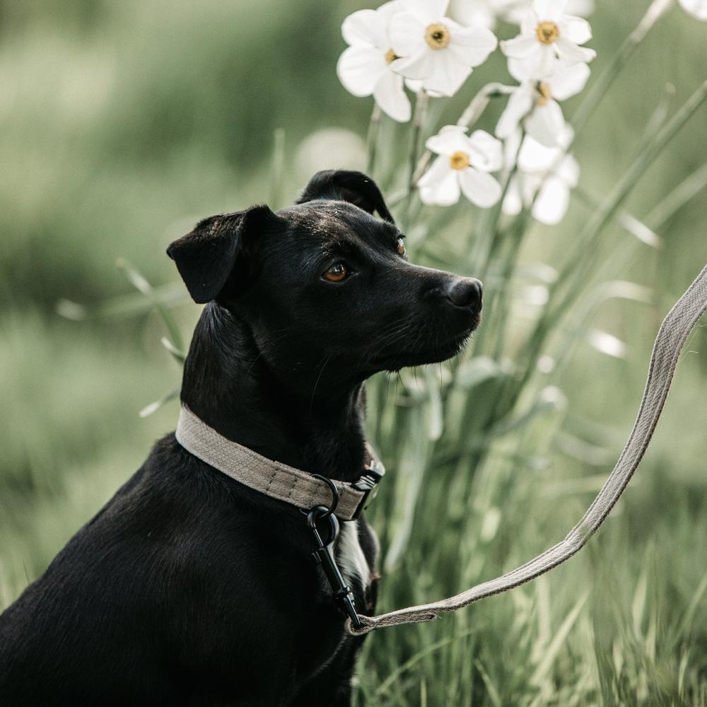 Dog Collar Lizard | Kentucky Dogwear | Stylish — Image 2