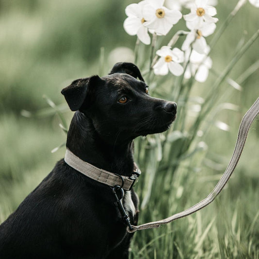 Dog Collar Lizard | Kentucky Dogwear | Stylish — Image 2