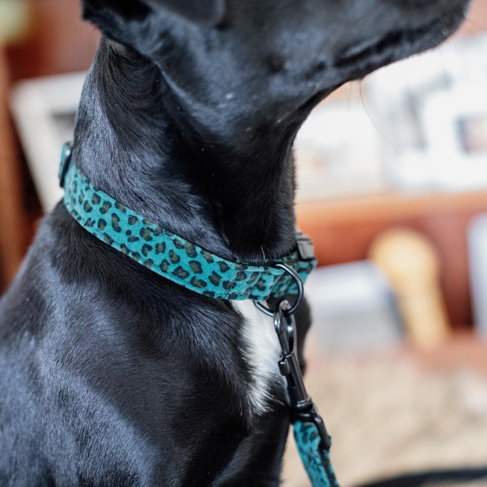 Dog Collar Leopard | Kentucky Dogwear | Fashionable — Image 3
