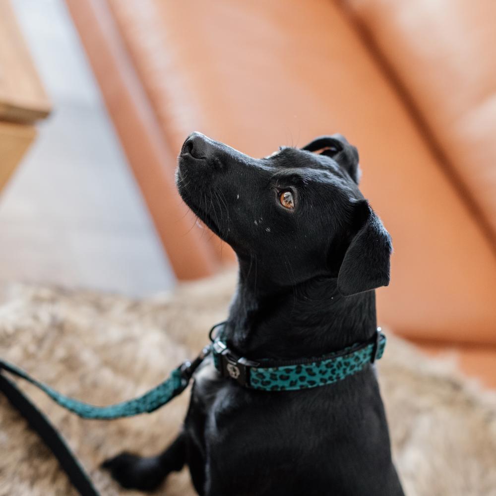 Dog Collar Leopard | Kentucky Dogwear | Fashionable — Image 4