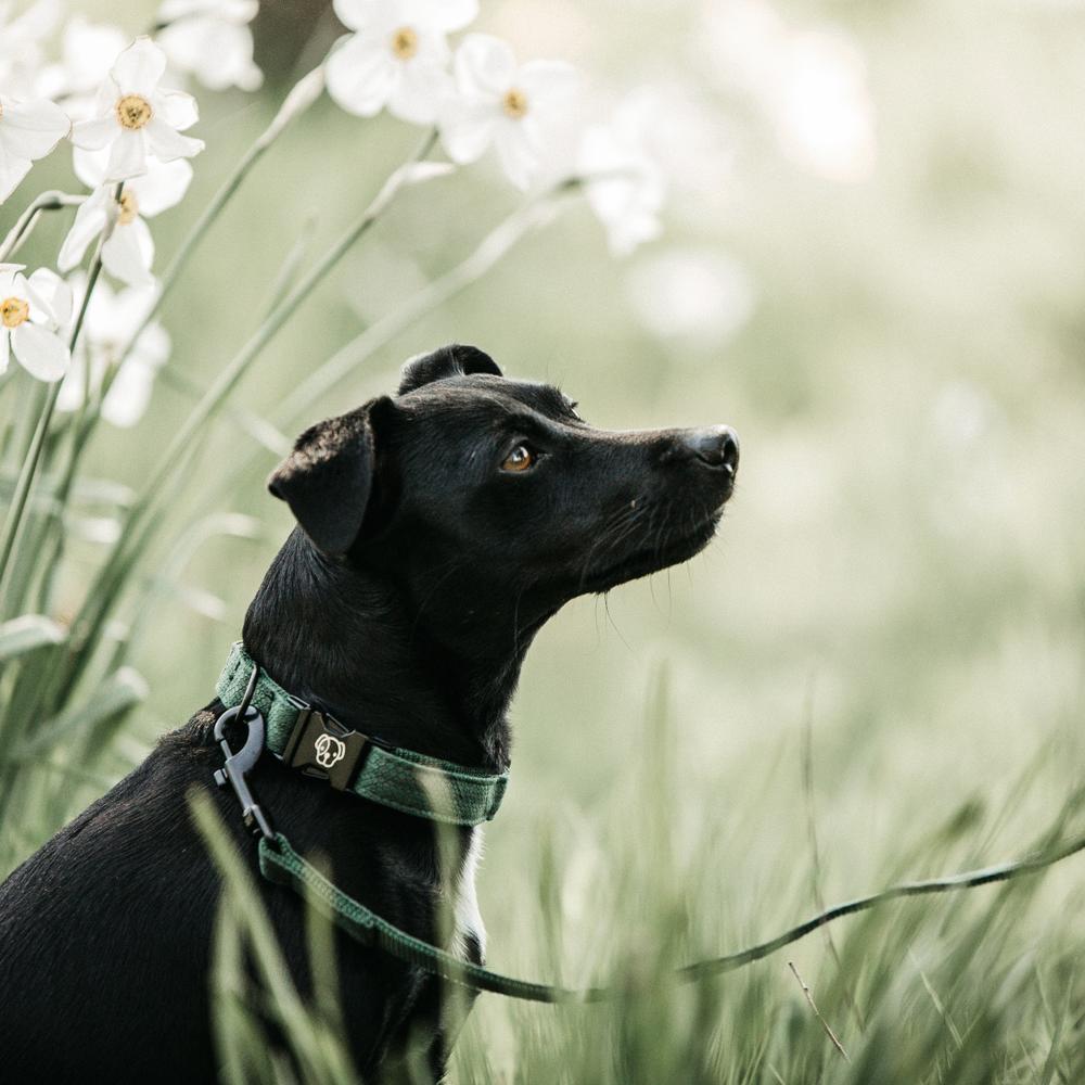 Dog Collar Lizard | Kentucky Dogwear | Stylish — Image 4