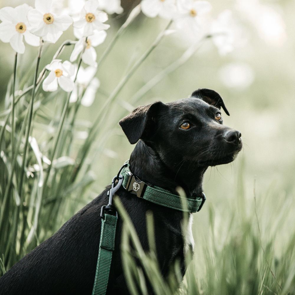 Dog Collar Lizard | Kentucky Dogwear | Stylish — Image 5