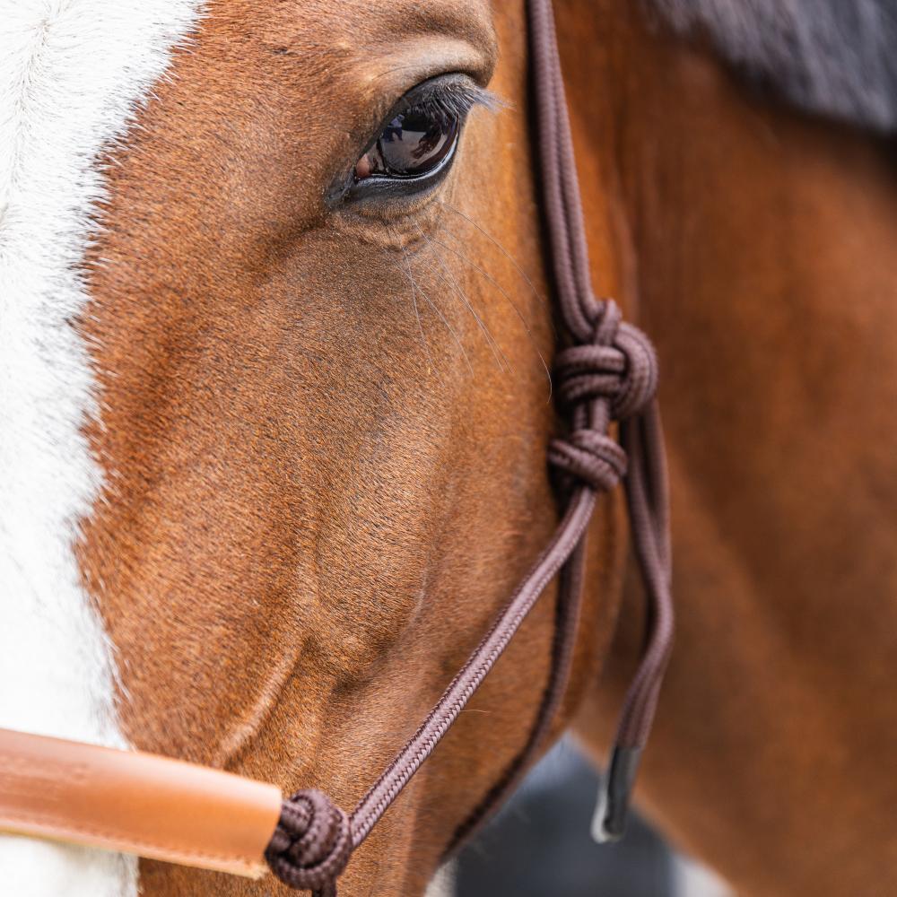 Rope Halter | Kentucky Horsewear | Durability — Image 11