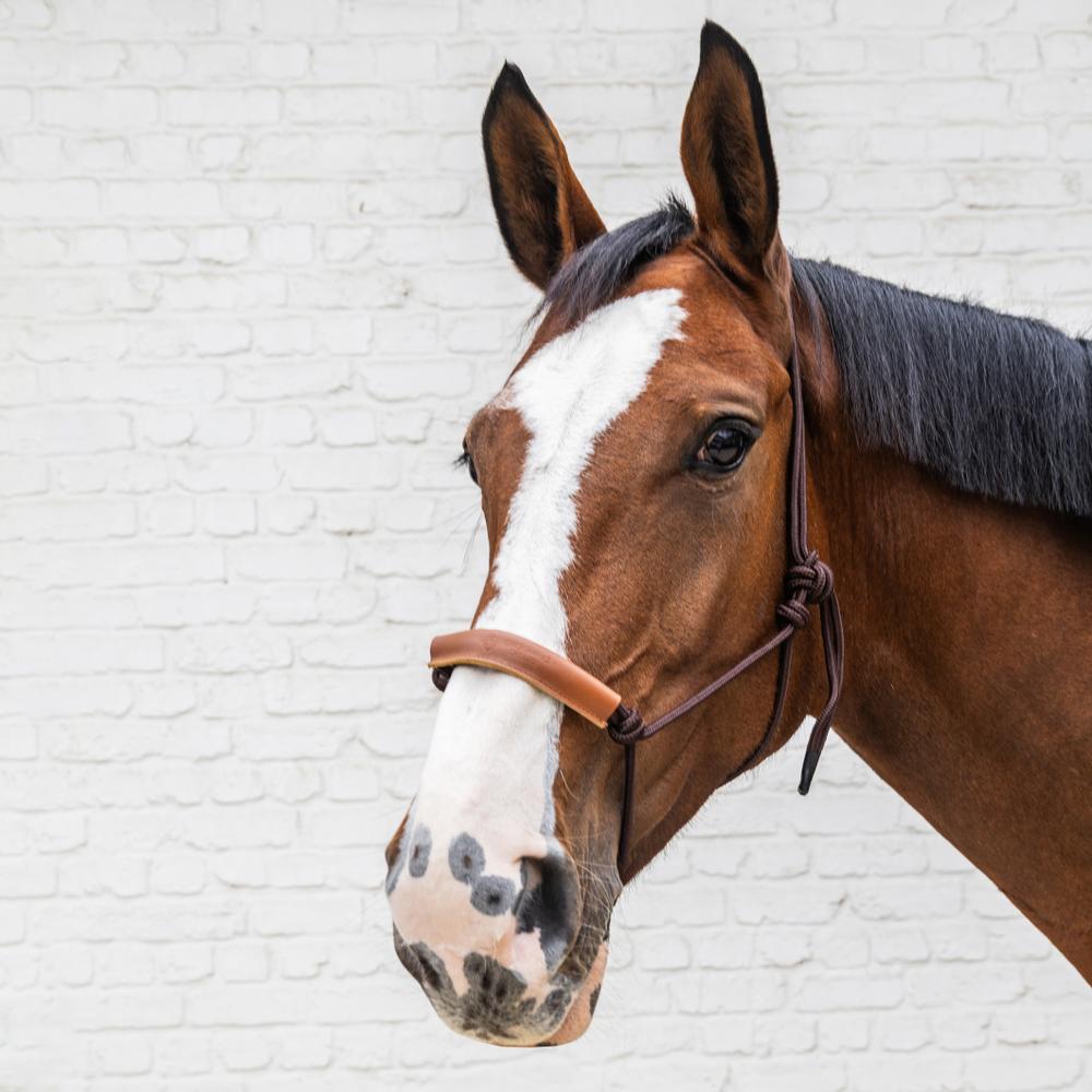 Rope Halter | Kentucky Horsewear | Durability — Image 7