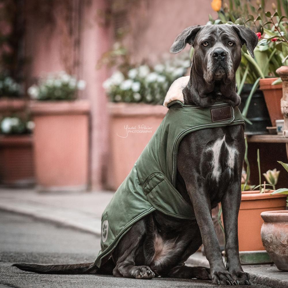 Dog Coat Waterproof 300g | Kentucky Dogwear | Waterproof — Image 5